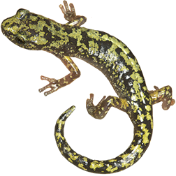 Green Salamander
